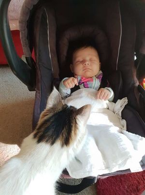 Кошка познакомилась с новорожденной девочкой и вскоре стала ей лучшим другом