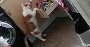 Кот, который научился открывать ящик с лакомствами