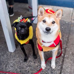 Парад собачек на Хэллоуин: подборка смешных фотографий питомцев в красочных нарядах