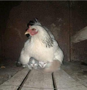 Курица заменила котятам маму. Посмотрите, как она их опекает!