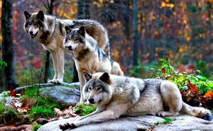 Охотник открыл глаза и оцепенел от страха - прямо над ним стояли волки