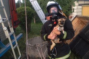 Спасатели вытащили щенка, который упал в 8-метровый колодец