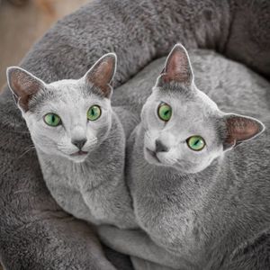 Русские голубые кошки с зелёными глазами очаровали тысячи людей