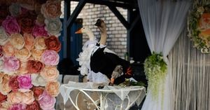 В Минске сыграли свадьбу двух гусей!
