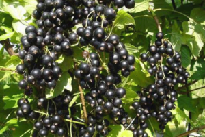 7 секретов хорошего урожая чёрной смородины