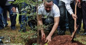 Эфиопия посадила 350 миллионов деревьев за 12 часов!