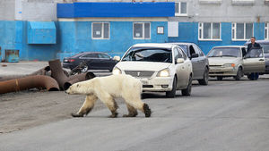 7 диких животных, которых можно встретить в российских городах