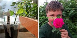 Осеннее черенкование роз в стаканчиках автор Борисов Б., фото автора
