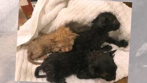 Во время урагана на пороге его дома появились трое бездомных котят, которые нуждались в помощи