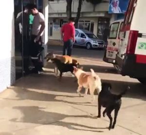 Когда бродягу забрали в больницу, все его собаки пришли и ждали его возле дверей