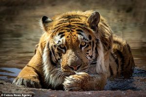 Тигр, спасенный из "худшего в мире зоопарка" наконец полноценно отъелся и поправился