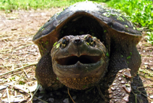 Каймановая черепаха: Наиболее стремный домашний питомец