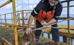 Собака проплыла 200 километров в океане, пока на помощь не пришли люди