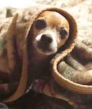 Пытаясь спрятаться от стресса и одиночества, старенький пес «укрывался» одеялом и часами под ним лежал