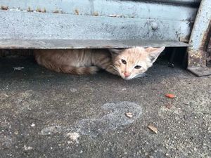 Молодой уличный кот был так напуган, что неделями не вылезал из узкой щели
