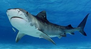 5 мифов об акулах