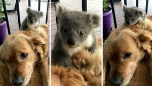 В Австралии золотистый ретривер спас от холода маленькую коалу