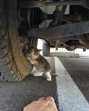 Муж прислал жене фото с вопросом «А можно, я заберу его домой?»