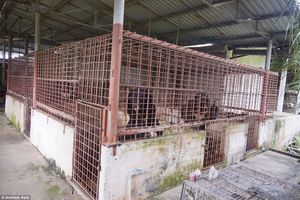 Во Вьетнаме спасли 5 гималайских медведей, которых держали на ужасных фермах по сбору желчи