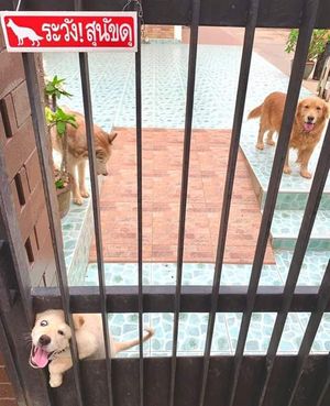 «Осторожно, злая собака»: 20 милых песиков «за забором»