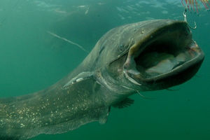 Самые большие рыбы, которые выловили в реках России