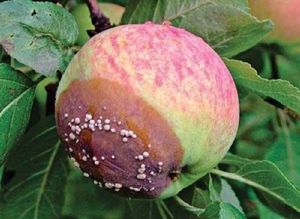 Как утилизировать гнилые яблоки с признаками монилиоза и других заболеваний на даче