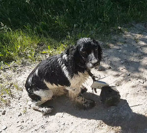 В Литве пес чудом спасся, когда к нему привязали железку и бросили в воду