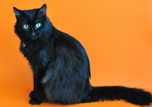 Был у меня очень красивый кот Маркиз. Пушистый, черный кот с выразительными зелеными глазами...