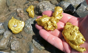 Сколько золота можно добыть за день