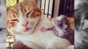 Самый заботливый папа в мире: как кот усыновил котёнка!