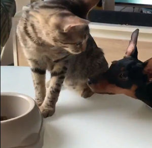 Щедрый кот поделился едой с собакой