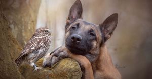 Овчарка Инго и сова Польди не могут жить друг без друга, такая дружба!