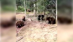 Одиннадцать голодных медведей окружили грузовик и попали на видео