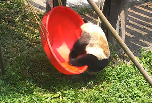 Панда, решившая покачаться, поняла, что не все качели одинаково удобны