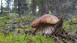 Как собирая грибы не остаться без рук, без ног и быть живу