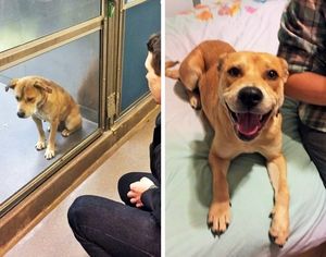 Эти фото до и после того, как собак забрали из приютов, говорят сами за себя. Не стесняйтесь делать добро!