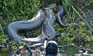 Анаконда в деле: 15-метровый хищник против всей Амазонки