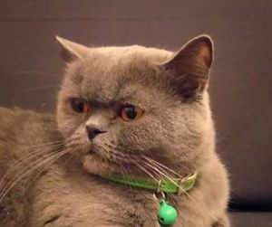 »Лечит от похмелья»: житель Ростова решил продать кошку за 15 млн рублей