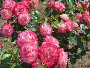 Куафер для королевы: обрезаем розы летом Розы для леди