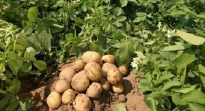 Яровизация картофеля: как правильно проращивать и обрабатывать клубни