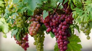 Пошаговые советы как обрезать виноград осенью, весной и летом для крупных ягод и вкусного урожая.