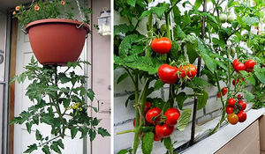 Выращивание томатов вверх корнями