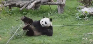 Панда возомнила себя мастерицей боевых искусств и показала несколько трюков