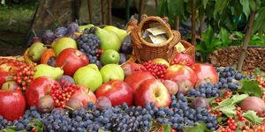 Болезни плодово-ягодных культур и их лечение
