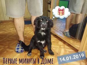 «Новогодний подарок» ждал семью под дверью. Песик забрел в девятиэтажку и выбрал квартиру, в которой хочет жить