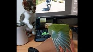 Как попугай и котёнок хозяина «делили»: забавное видео