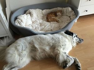 Если вы ещё не знали, то собачьи лежаки созданы для кошек (22 фото)
