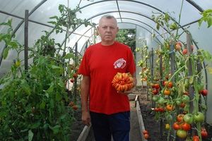 День минусинского помидора – 2019: победителем стал томат весом 1 986 граммов