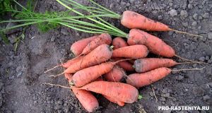 Сорта моркови: проверенные и лучшие, современные ранние, позднеспелые, гибриды F1, разноцветные, без сердцевинки