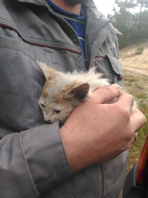 Семья приехала в лес по грибы, когда услышала плач брошенного кем-то котенка